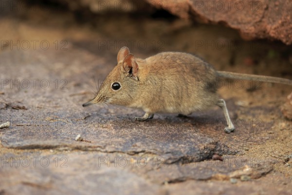 Short-eared elephant shrew, (Macroscelides probosideus), adult, foraging, Mountain Zebra National Park, Eastern Cape, South Africa, Africa
