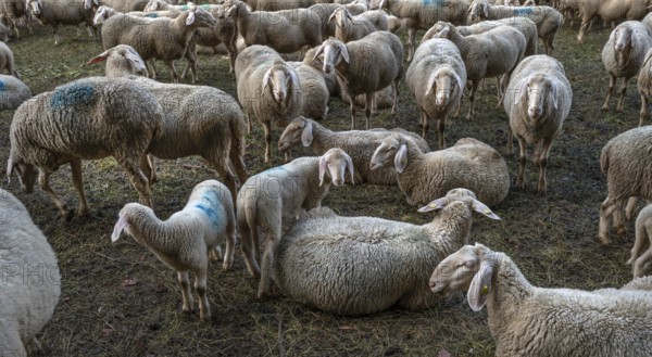 A herd of Merinoland sheep in a fenced pasture, Thuisbrunn, Upper Franconia, Bavaria, Germany, Europe
