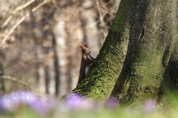 Squirrel, beginning of March, Germany, Europe