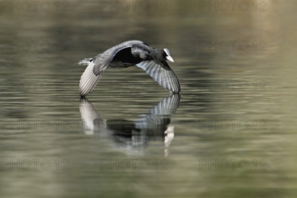Eurasian Coot (Fulica atra), adult bird flying over the water, Flachsee, Canton Aargau, Switzerland, Europe