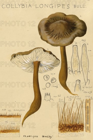 Mushroom, Mushrooms, Brown-haired root carrot, Xerula longipes, Collybia maculata, authentic reproduction of an illustration by Hans Walty (1868-1948) from about 1915, historical