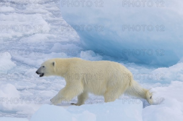 Lone polar bear (Ursus maritimus) hunting on pack ice, drift ice in the Arctic Ocean along the Svalbard coast, Spitsbergen, Norway, Europe