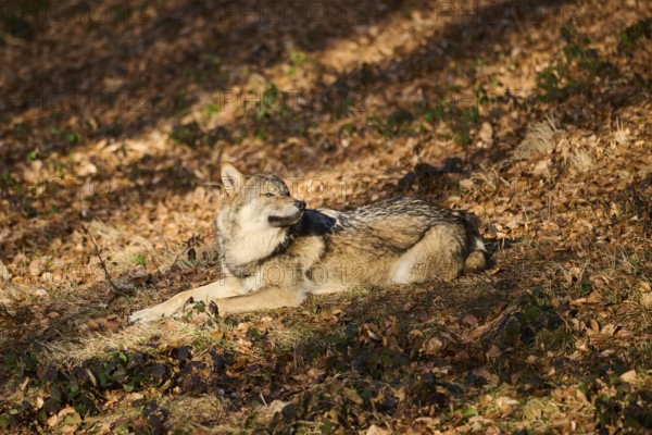 Close-up of a Eurasian wolf (Canis lupus lupus) in a forest in spring, Bavarian Forest National Park, Germany, Europe