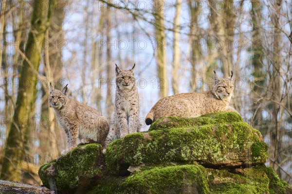 Eurasian lynx (Lynx lynx) family on a rock, Bavaria, Germany, Europe