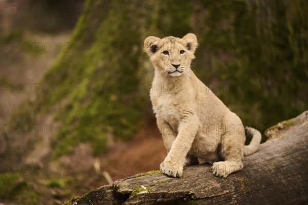 Asiatic lion (Panthera leo persica) cub sitting on a tree trunk, captive