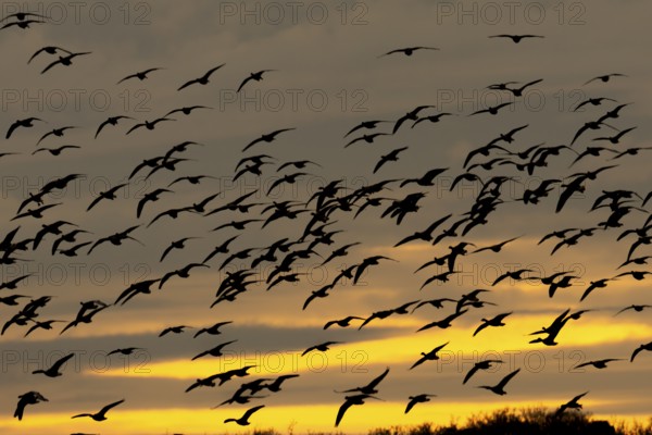 Pink-footed goose (Anser brachyrhynchus) silhouette of adult geese birds flying in a flock or skein at sunset in winter, Norfolk England, United Kingdom, Europe