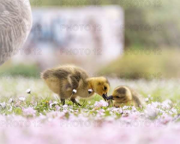 Canada goose chicks (Branta canadensis) two beaking in the grass, surrounded by daisies, profile view, body of the adult parent bird in the crop on the left, foreground blurred cherry blossoms in pink, Rombergpark, Dortmund, North Rhine-Westphalia, Germany, Europe