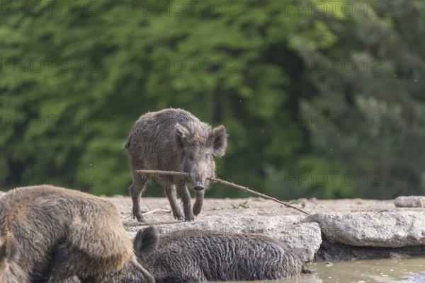 One young wild boar or wild pig (Sus scrofa) carrying a stick to play with. A green forest in the background
