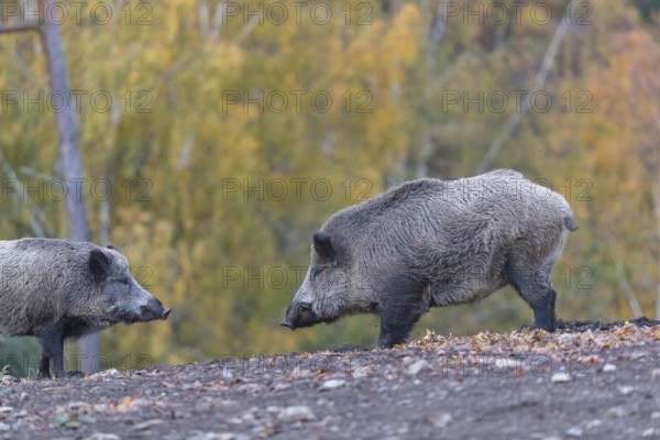Two wild boar or wild pig (Sus scrofa), walking over an opening in early morning light, searching for food, with an autumnal colored forest in the background