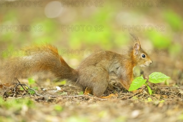 Red squirrel (Sciurus vulgaris) in a forest, Bavaria, Gernany
