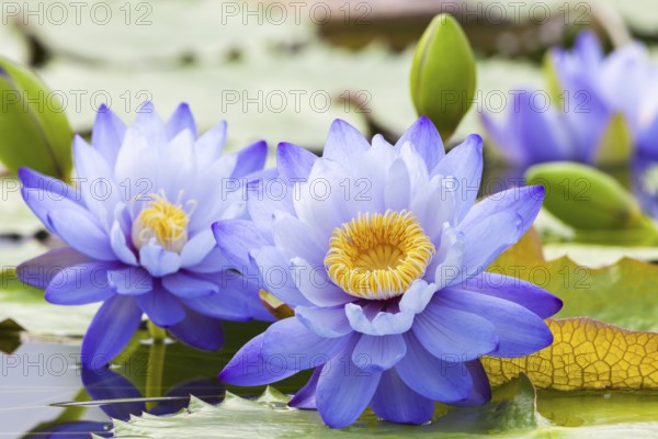 Purple water lilies with yellow centre in calm water on green leaves, giant water lilies (Nymphaea gigantea), water lily pond, Stuttgart, Baden-Württemberg, Germany, Europe