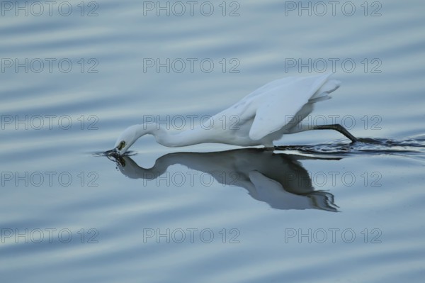 Little egret (Egretta garzetta) adult bird fishing diving its head into water of a shallow lagoon, England, United Kingdom, Europe