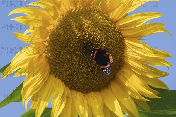 Red admiral butterfly (Vanessa atalanta) adult insect feeding on garden Sunflower (Helianthus annuus) flowers in summer, England, United Kingdom, Europe