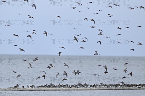 Bar-tailed godwit (Limosa lapponica), in flight and sitting on a sandbank, Texel, West Frisian Islands, province of North Holland, Netherlands