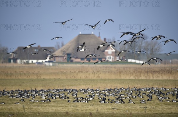 White-fronted Geese, Barnacle Geese, (Branta leucopsis) flying near Westerhever, Schleswig-Holstein, Germany, Europe
