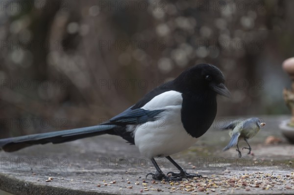 Magpie (Pic pica) and fleeing blue tit at the feeding site, Bavaria, Germany, Europe