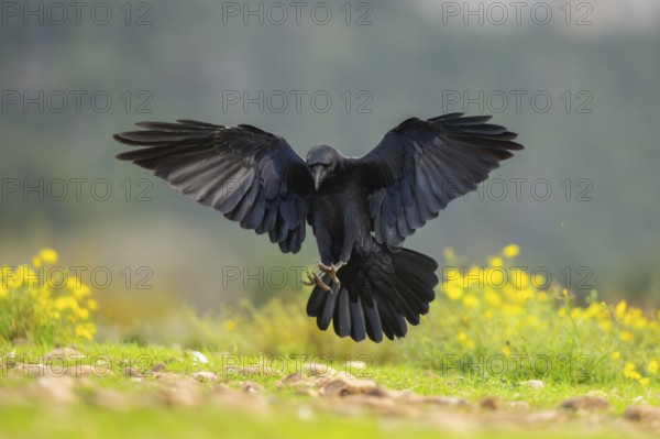 Common raven (Corvus corax) in flight, Pyrenees, Catalonia, Spain, Europe