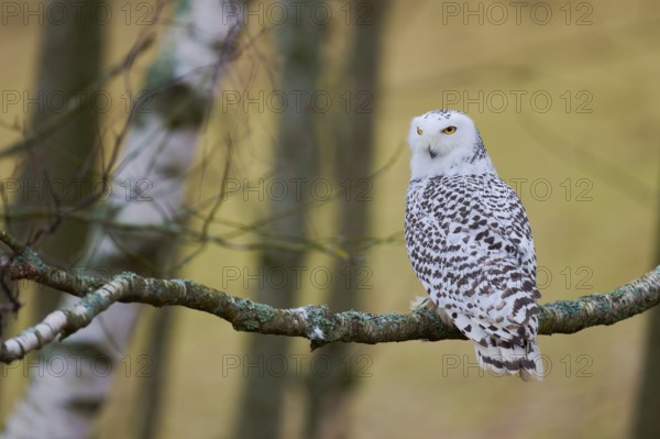Snowy owl on branch (Bubo scandiacus) captive, Czech Republic, Europe