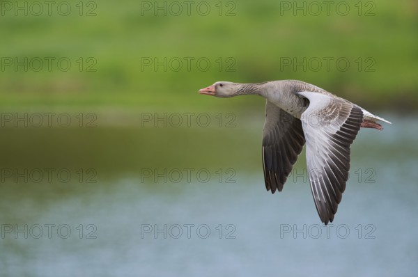 Greylag goose in flight (Anser anser) Lower Saxony, Germany, Europe