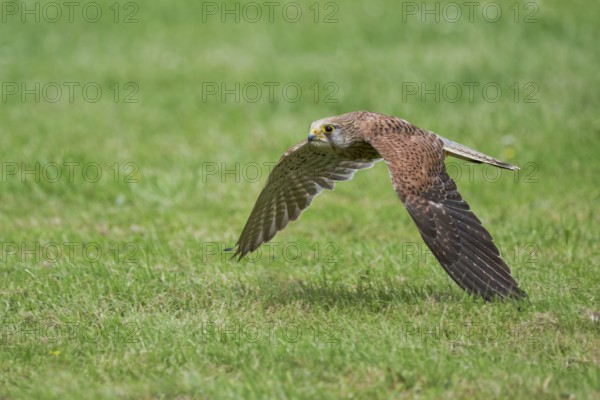 Kestrel in flight (Falco tinnunculus) Lower Saxony, Germany, Europe