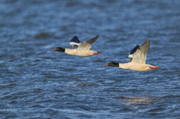 Goosander male in flight (Mergus merganser) Lower Saxony, Germany, Europe