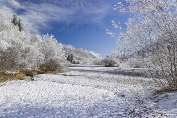 Isar valley in winter at temperatures of minus 18 degrees Celsius. Snow covered landscape with the Isar river flowing through. Some hoar frosted trees. Early morning
