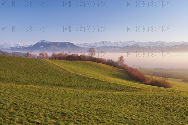 Field landscape with hedges in the background above the sea of fog the Rigi and the snow-covered Alps, Hohenrain, Canton Lucerne, Switzerland, Europe