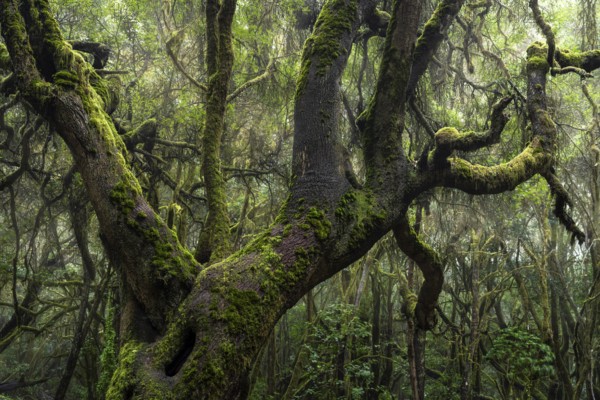 Trees with moss and lichen in the laurel forest of Garajonay National Park. Parque Nacional de Garajonay, La Gomera, Canary Islands, Spain, Europe