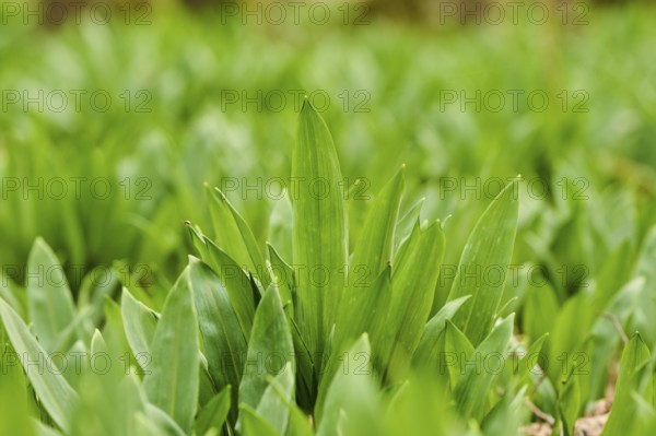 Wild garlic (Allium ursinum) growing in a forest in spring, Bavaria, Germany, Europe
