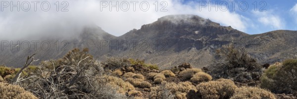 Faded Teide gorse and the summit of Montaña Guajara, also: Alto de Guajara, 2715m, crater walls, Caldera de las Cañadas, a huge volcanic cauldron, Teide National Park, Parque Nacional del Teide, Tenerife, Canary Islands, Spain, Europe