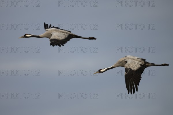 Common crane (Grus grus), Hornborga, Sweden, Europe