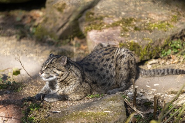 Fishing cat (Prionailurus viverrinus) at the shore of a lake on a sunny day, captive, Germany, Europe