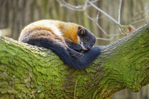 Yellow-throated marten (Martes flavigula) in a forest, captive, Germany, Europe