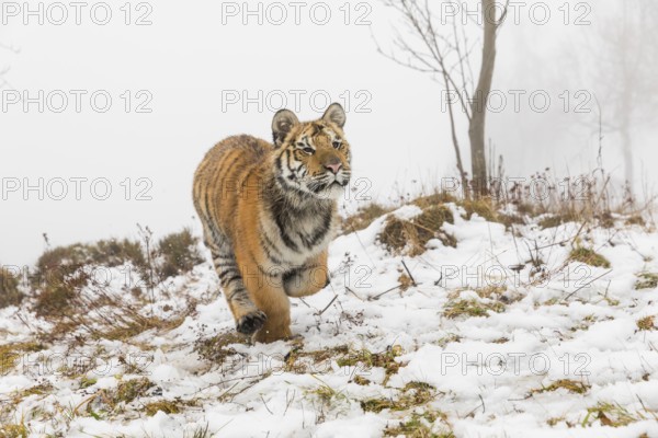 One young Siberian Tiger, Panthera tigris altaica, running over snowy meadow with dense fog in the background