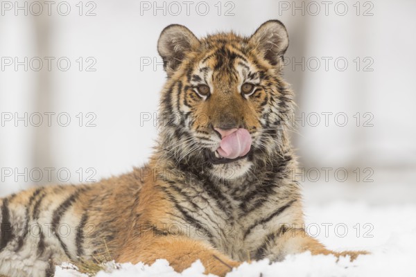 One young Siberian Tiger, Panthera tigris altaica, resting on a snowy meadow with dense fog in the background