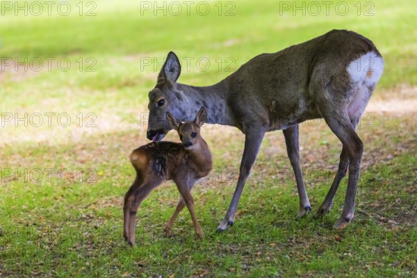 One female Roe Deer, (Capreolus capreolus), stands on a meadow with her fawn