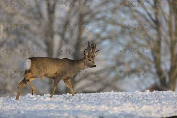 One male Roe Deer, (Capreolus capreolus), walking over a snowy meadow. Snow covered trees in the background