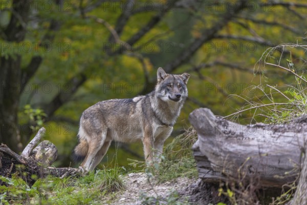 One eurasian gray wolf (Canis lupus lupus) standing on a small hill between logs with a colourful fall foliage in the background