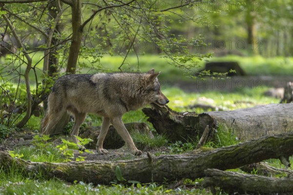 One eurasian gray wolf (Canis lupus lupus) running through an open forest. Grass, logs and trees in the background