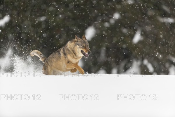 One male eurasian gray wolf (Canis lupus lupus) running thru deep snow during snow fall. A forest in the background