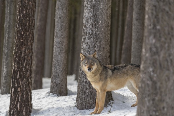 One male eurasian gray wolf (Canis lupus lupus) walking thru deep snow in a forest