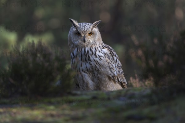 One Siberian Eagle Owl (Bubo bubo sibiricus) sitting on forest floor between green vegetation