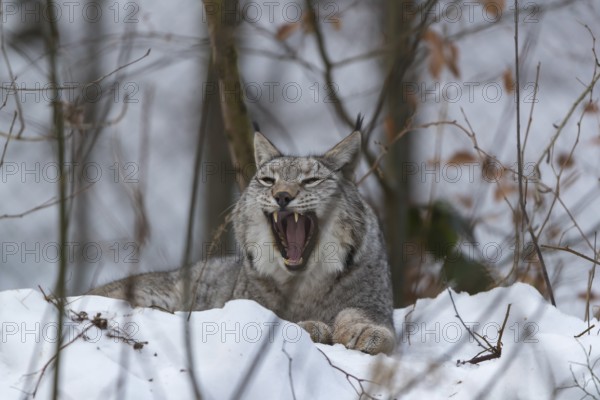 Eurasian lynx, Lynx lynx, resting in snow covered forest, Yawning