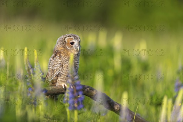 One young Ural owl (Strix uralensis) sitting on a branch lying in a field of flowering lupines in late evening light