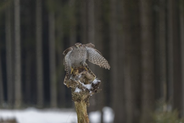 Northern goshawk, Accipiter gentilis, flying through a forest in winter and lands on a dead branch of a tree
