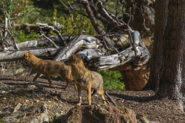Two golden jackal (Canis aureus)standing on forest floor in front of fallen trees on a sunny day
