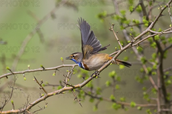 Bluethroat (Luscinia svecica cyanecula), adult male, displaying in its breeding territory, Hesse, Germany, Europe