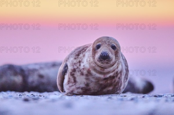 Grey seal (Halichoerus grypus) lying on the beach at sunset, Düne, Helgoland, Schleswig-Holstein, Germany, Europe