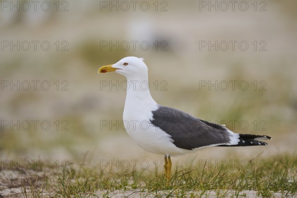 Yellow-legged gull (Larus michahellis) standing in the grass, Düne, Helgoland, Schleswig-Holstein, Germany, Europe