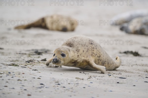 Grey seal (Halichoerus grypus) walking on the beach, Düne, Helgoland, Schleswig-Holstein, Germany, Europe